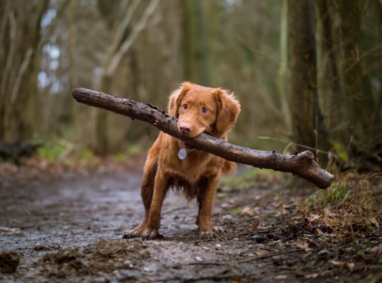Photo Irish Doodle: Dog breed